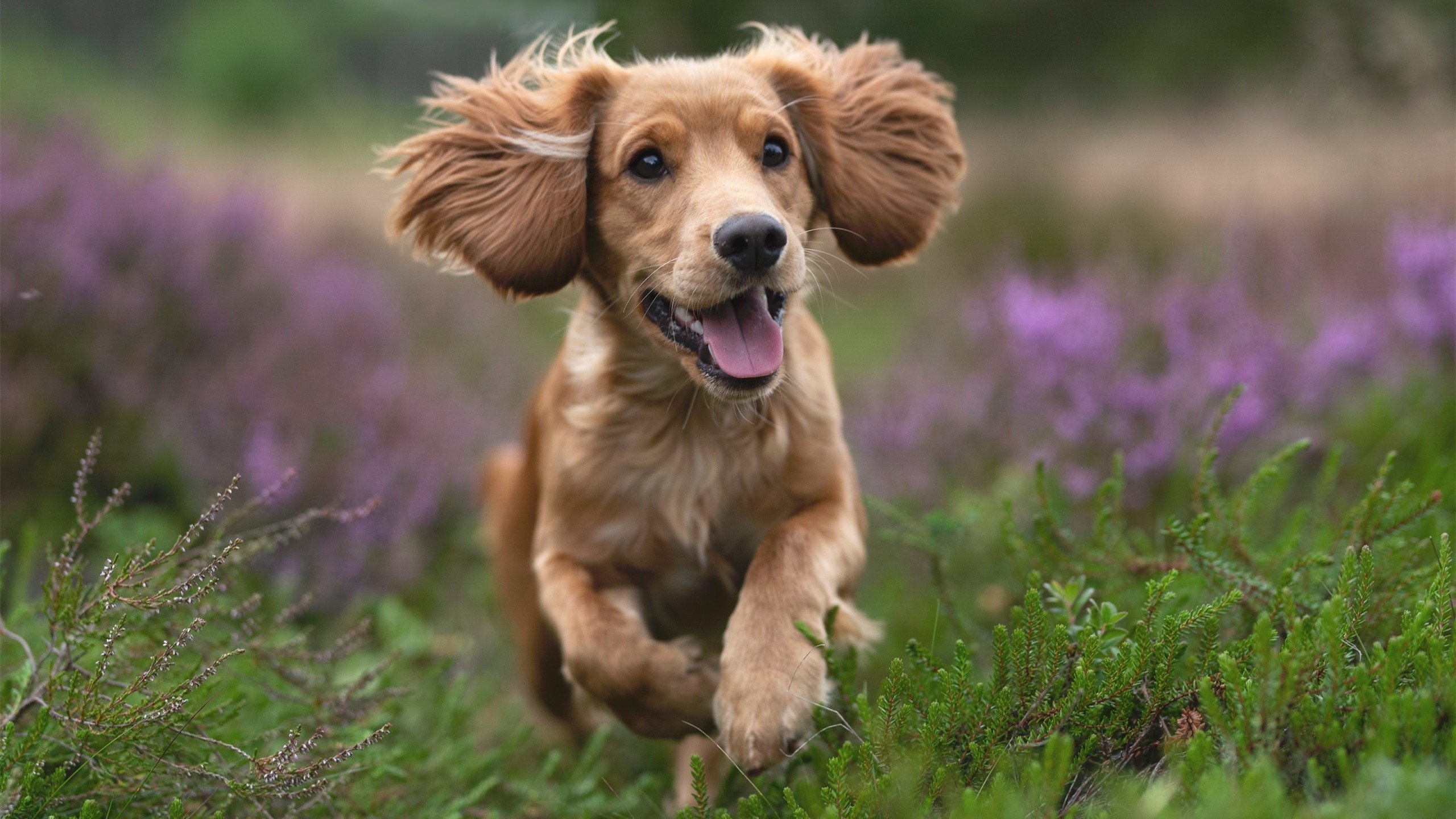 JIU YOU GAME-_运动员文化节：展现多元文化的体育盛事_，中国运动员文化