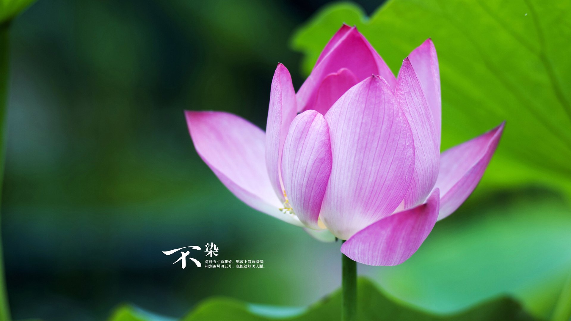 九游官网下载电脑版-“意甲劲旅逆风崛起，争夺焦点持续升温”，意甲集锦2021