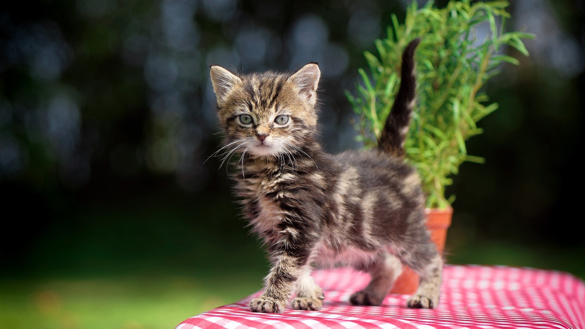 九游游戏中心官网-《环境之战：绿色电竞比赛倡导低碳出行》，绿色环保知识竞赛