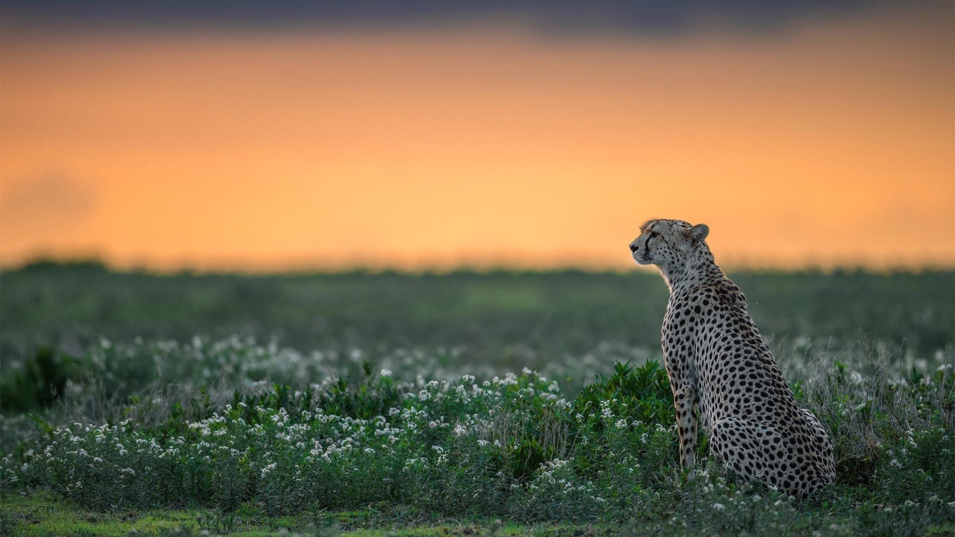 九游jiuyou-墨西哥马术协会与科技公司合作，开发虚拟现实训练平台，提升骑手技能。