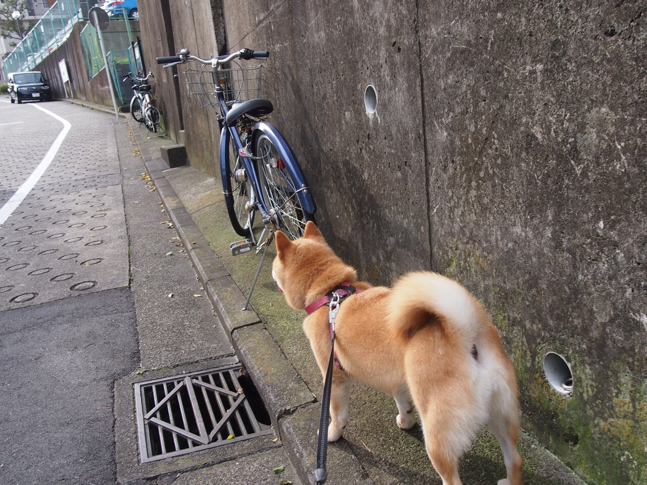 九游娱乐(jiuyou)官网-意甲:多名潜力新秀完成高价转会,未来可期,意甲球员转会