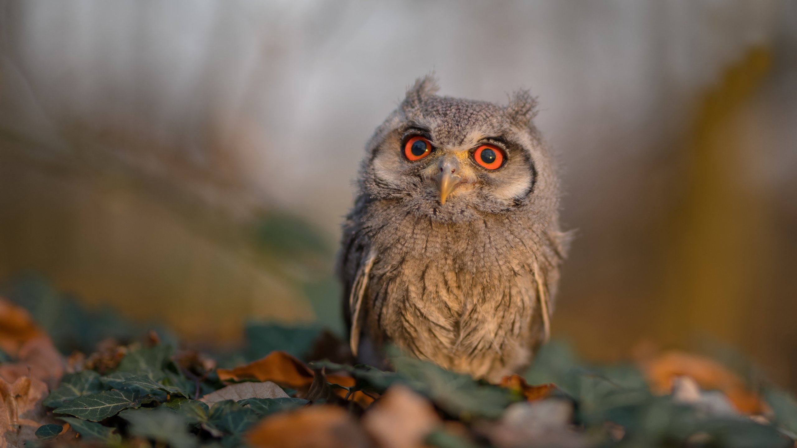 九游app官网下载-未来之星巡礼:新秀如何在季后赛中崭露头角?,未来新秀什么意思