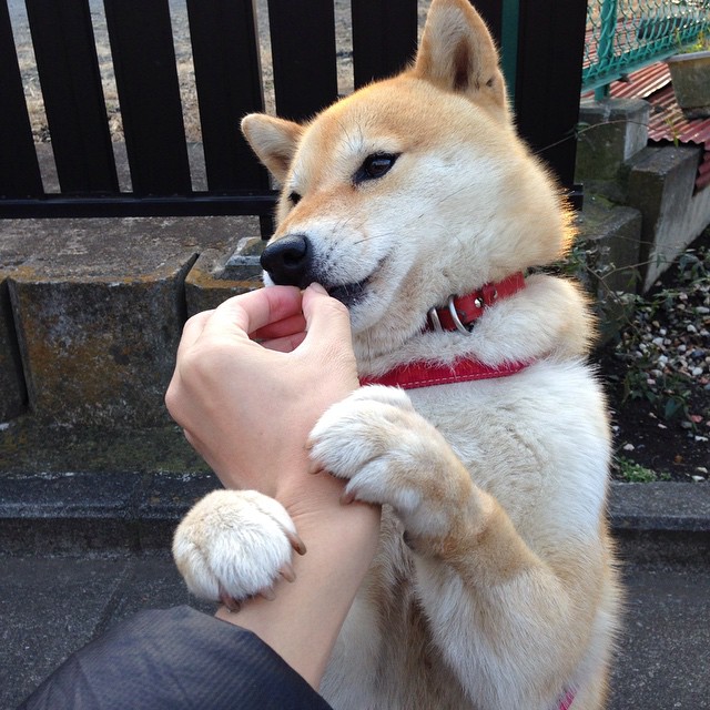 九游网页版官网-EDG战术打法多样化，edg对战表