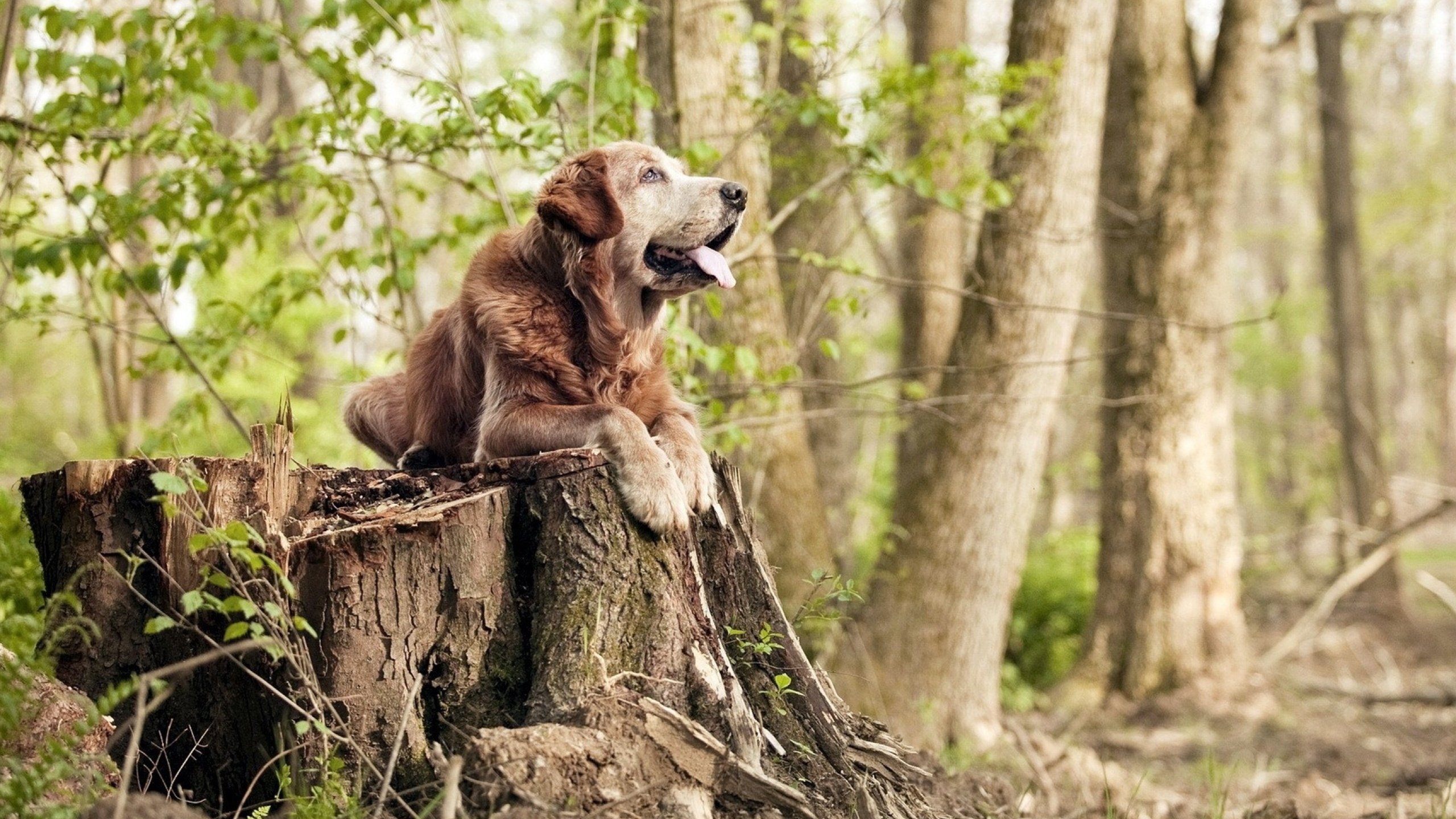 九游sports-七六人进攻乏力输给猛龙，七六人队大名单