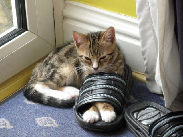 九游娱乐官网 (JIUYOU)-骑士队主帅扬言狠烈训练 提高整体实力，骑士队教练组成员