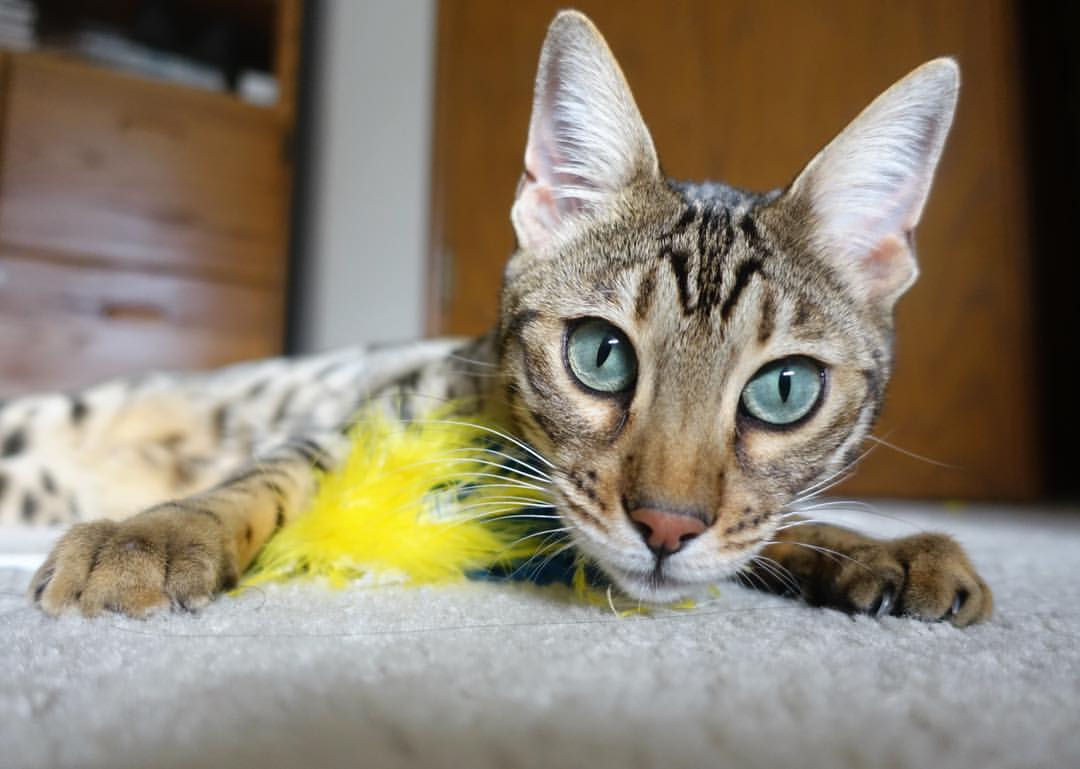 九游APP官网-NB Staouéli 连续击败 MC Alger、WO Boufarik 晋级夺冠，nb冠军