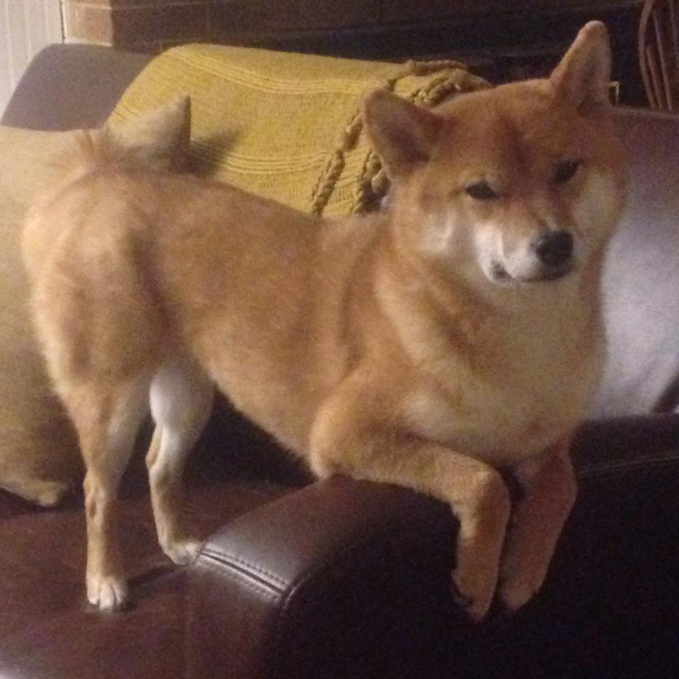 九游游戏中心-山西龙狮外援与本土球员形成良好化学反应，龙狮球队