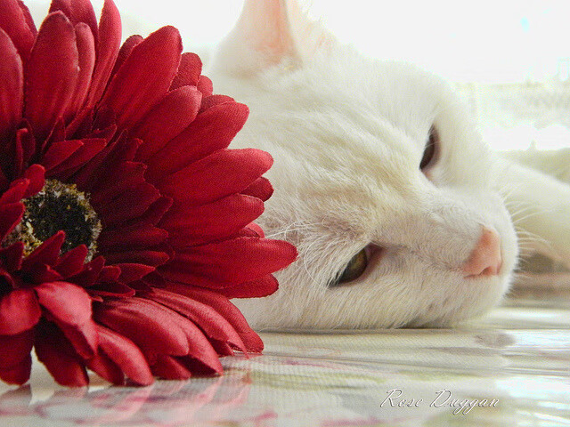 Jiuyou-弗拉门戈整体协作默契，进退有序，弗拉门戈历史