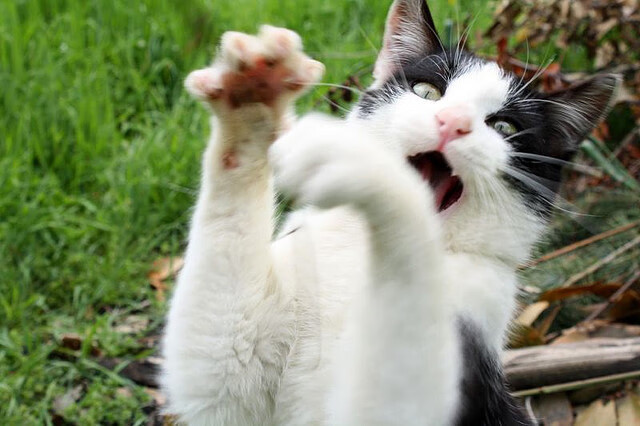 JiuyouAPP下载-世界杯青春风暴：年轻球员崭露头角，足球青年世界杯