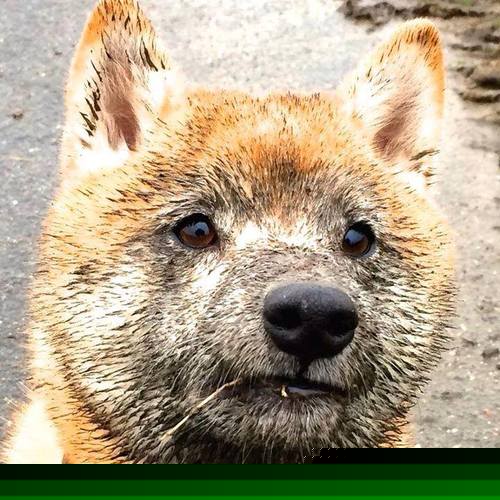 九游下载官网-塞尔维亚男篮在欧洲预赛中努力拼搏,冲击奥运荣誉终点,塞尔维亚男篮2020