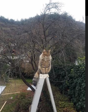 九游sports-奥尔韦拉决赛发挥出色引发关注,奥尔维斯