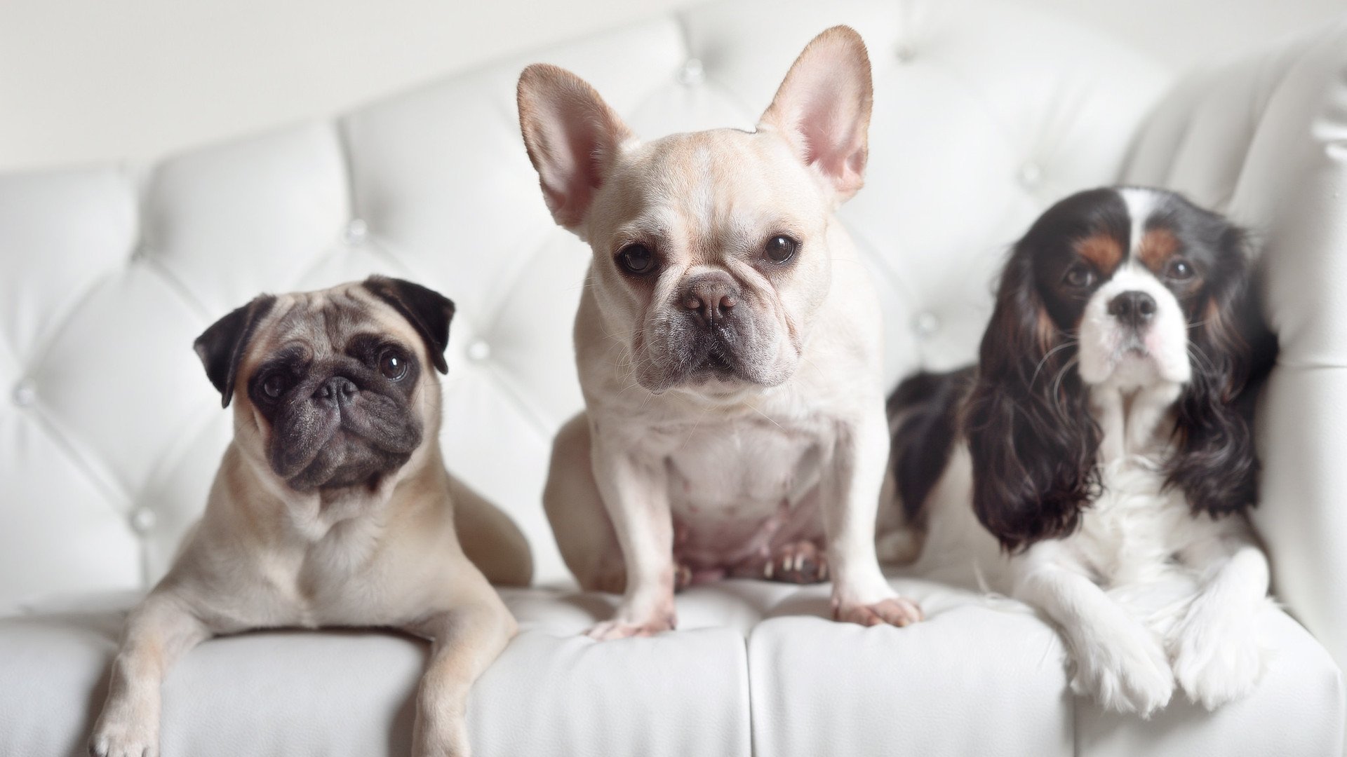 Jiuyou-巴林男篮在西亚锦标赛中夺冠,体育事业快速发展