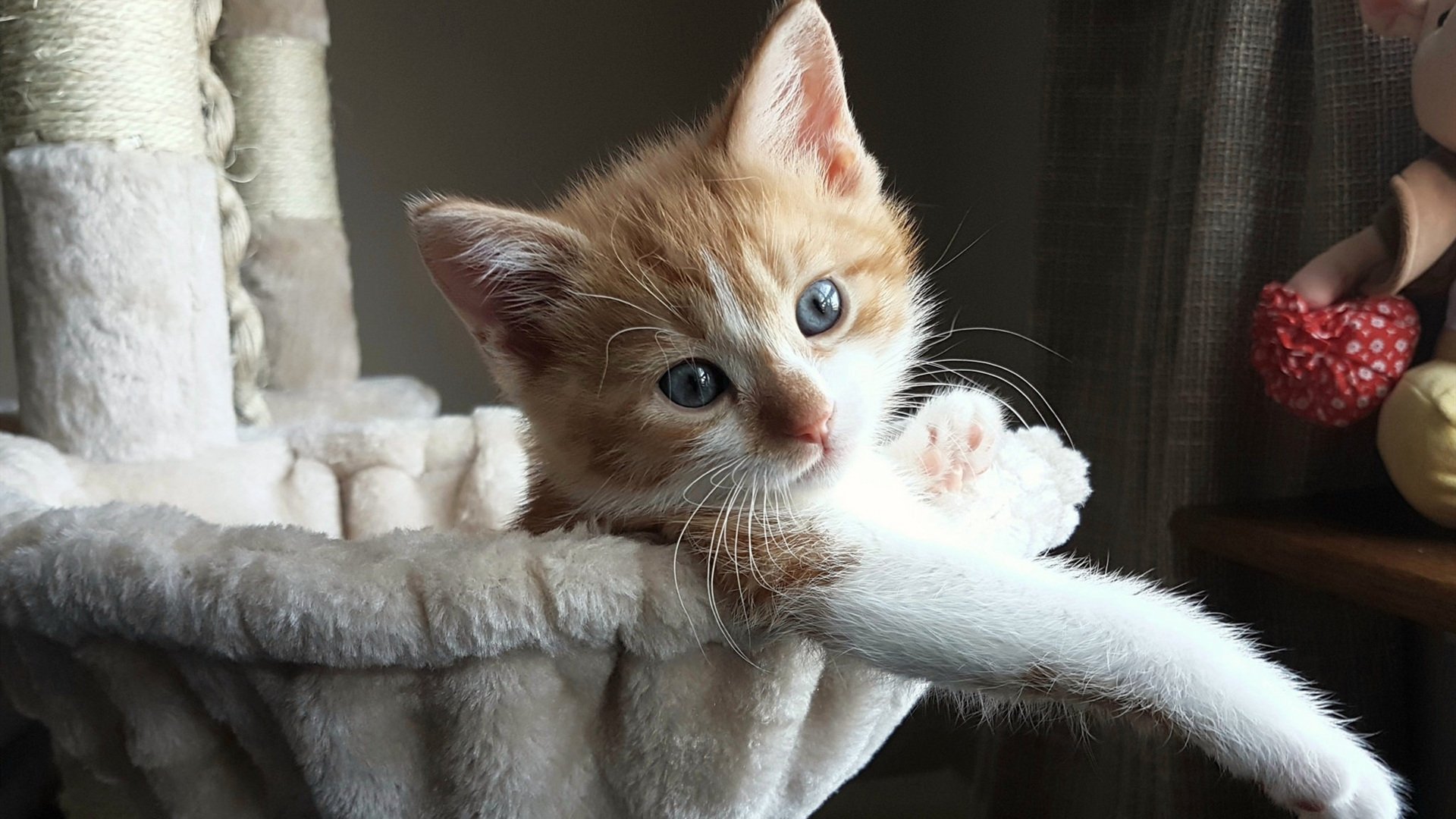 九游（jiuyou.com）游戏-库里开设线上球技课开放报名，库里课程