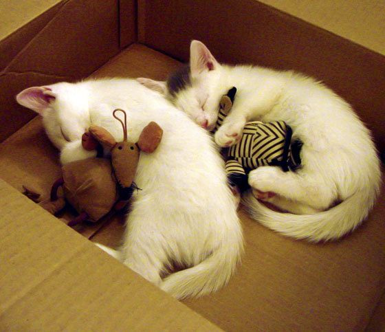 九游（jiuyou.com）游戏-谷爱凌录制课程分享滑雪安全知识，谷爱凌滑雪大跳台