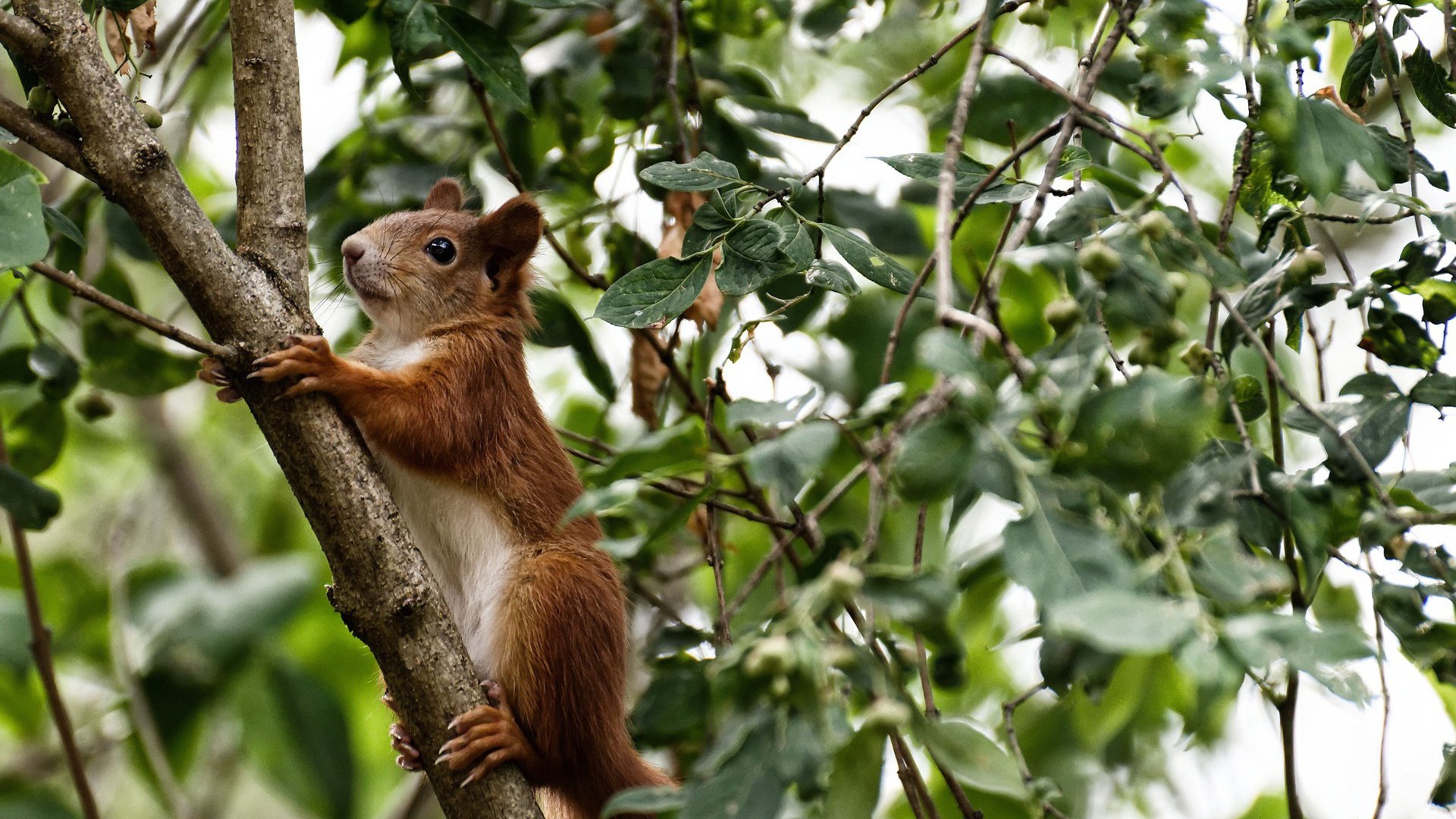 九游app官网下载-青少年足球教练员走出去参加国际交流,提升专业水平,中国青少年足球队教练